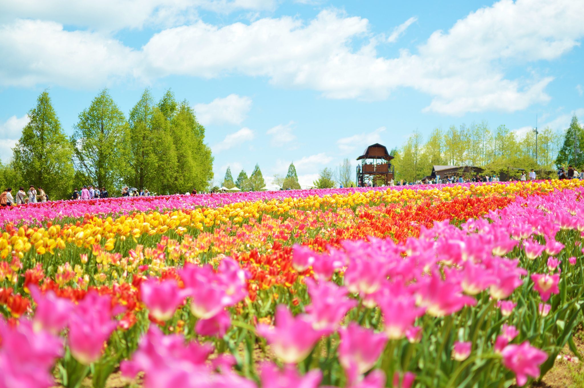 チューリップ祭 2024 | 【公式】広島の観光・旅行情報サイト Dive